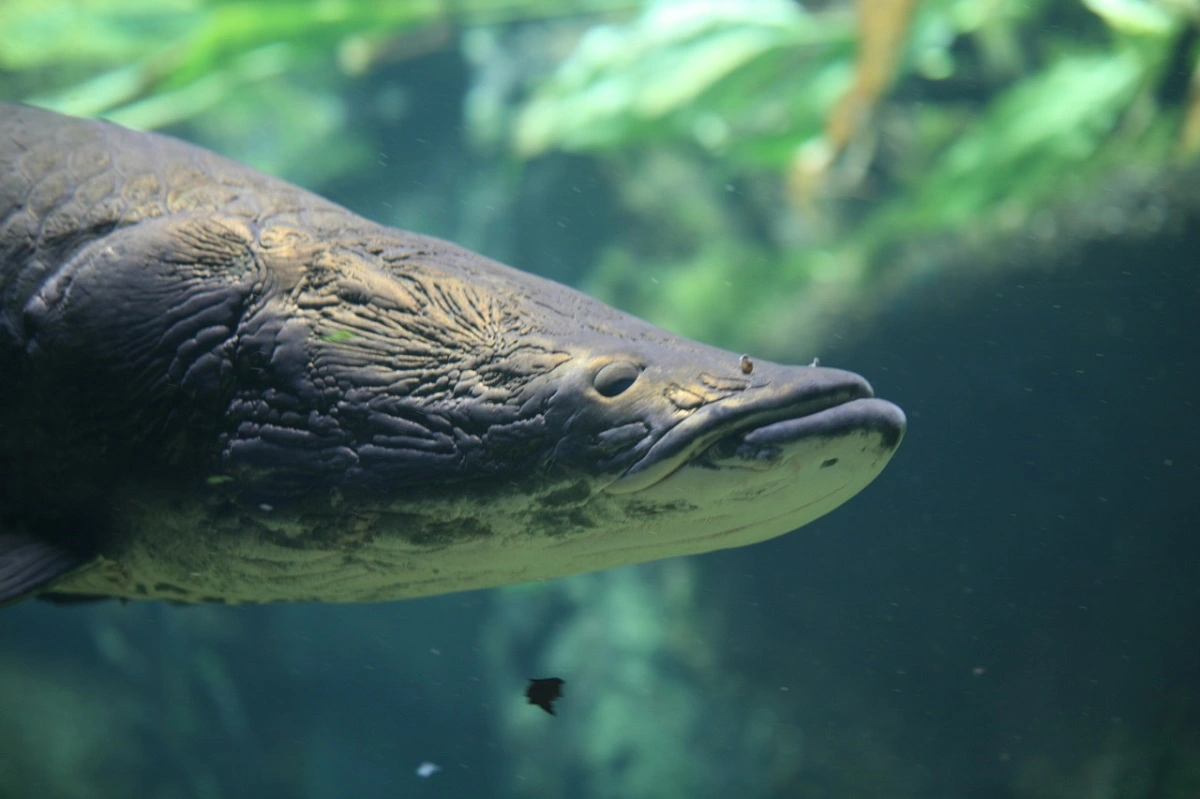 SOU AMIGO DA FAUNA Tráfico de fauna amazônica: a atividade ilegal que destrói nossas riquezas