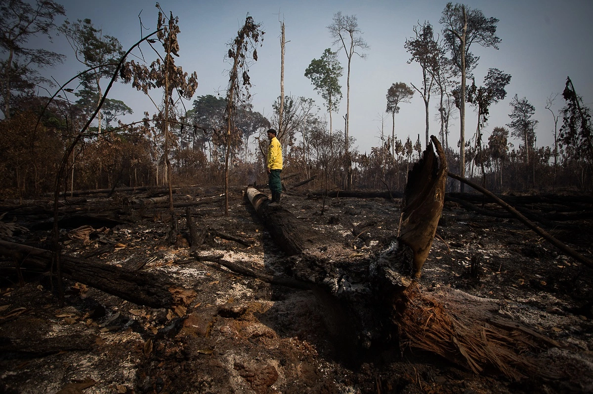 SOU AMIGO DA FAUNA Tráfico de fauna amazônica: a atividade ilegal que destrói nossas riquezas